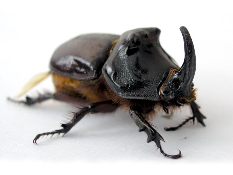 Kumbang sagu